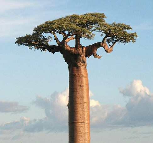 Africa’s Development